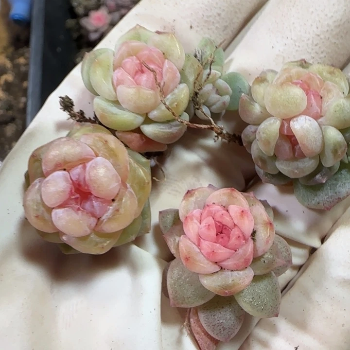 87号绝绝子多肉四颗