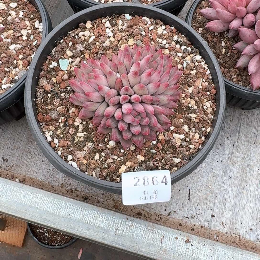 丽*?2964号流沙虞美人多肉