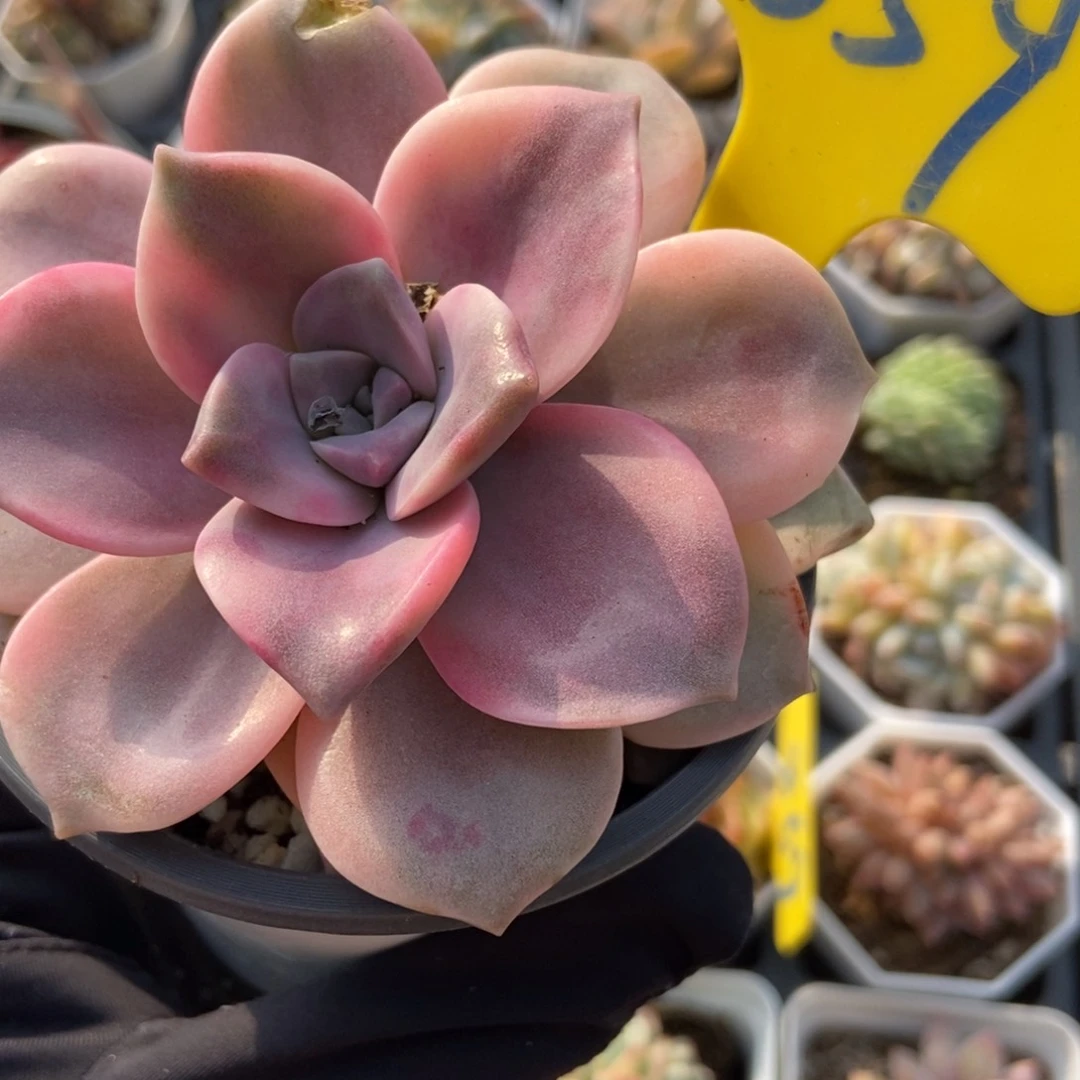 859紫乐锦多肉植物保护