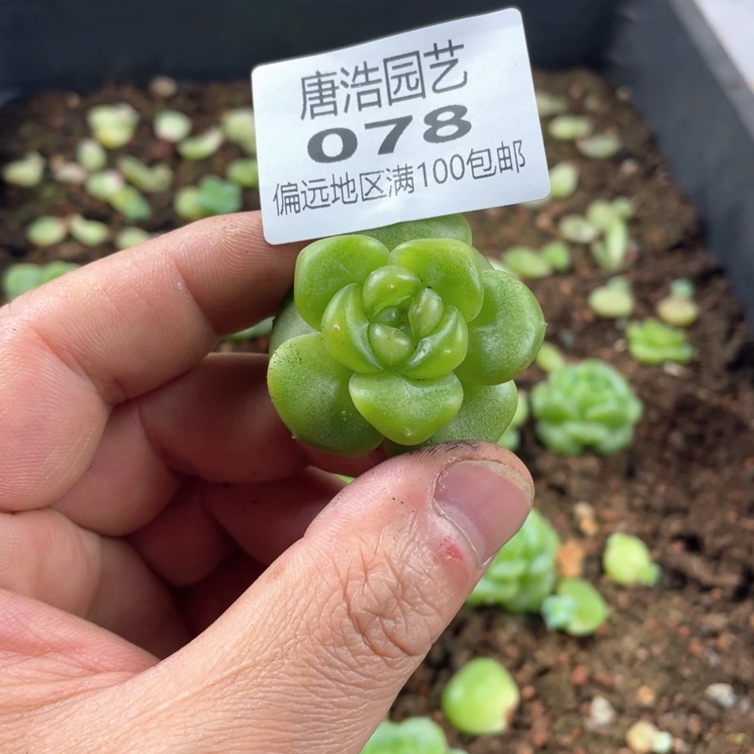 丫***丫优选珍妮一物一拍078