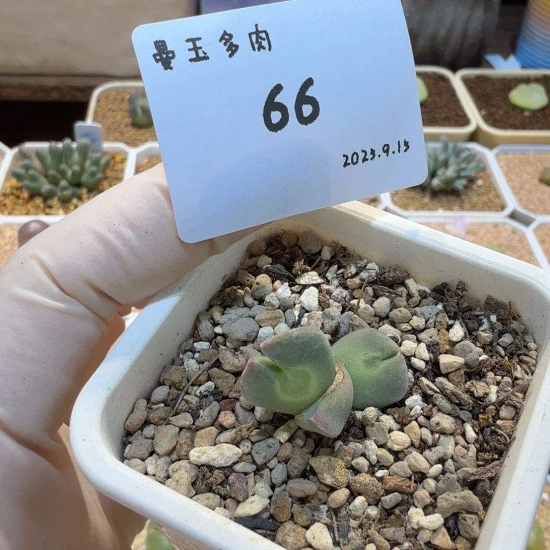 每***家多肉多肉多肉9.15-066