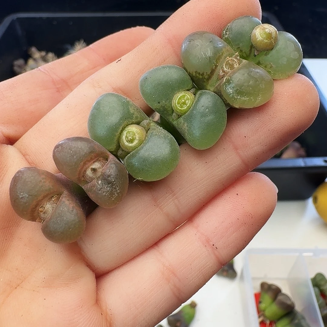 福利瑕疵风铃介意慎拍144