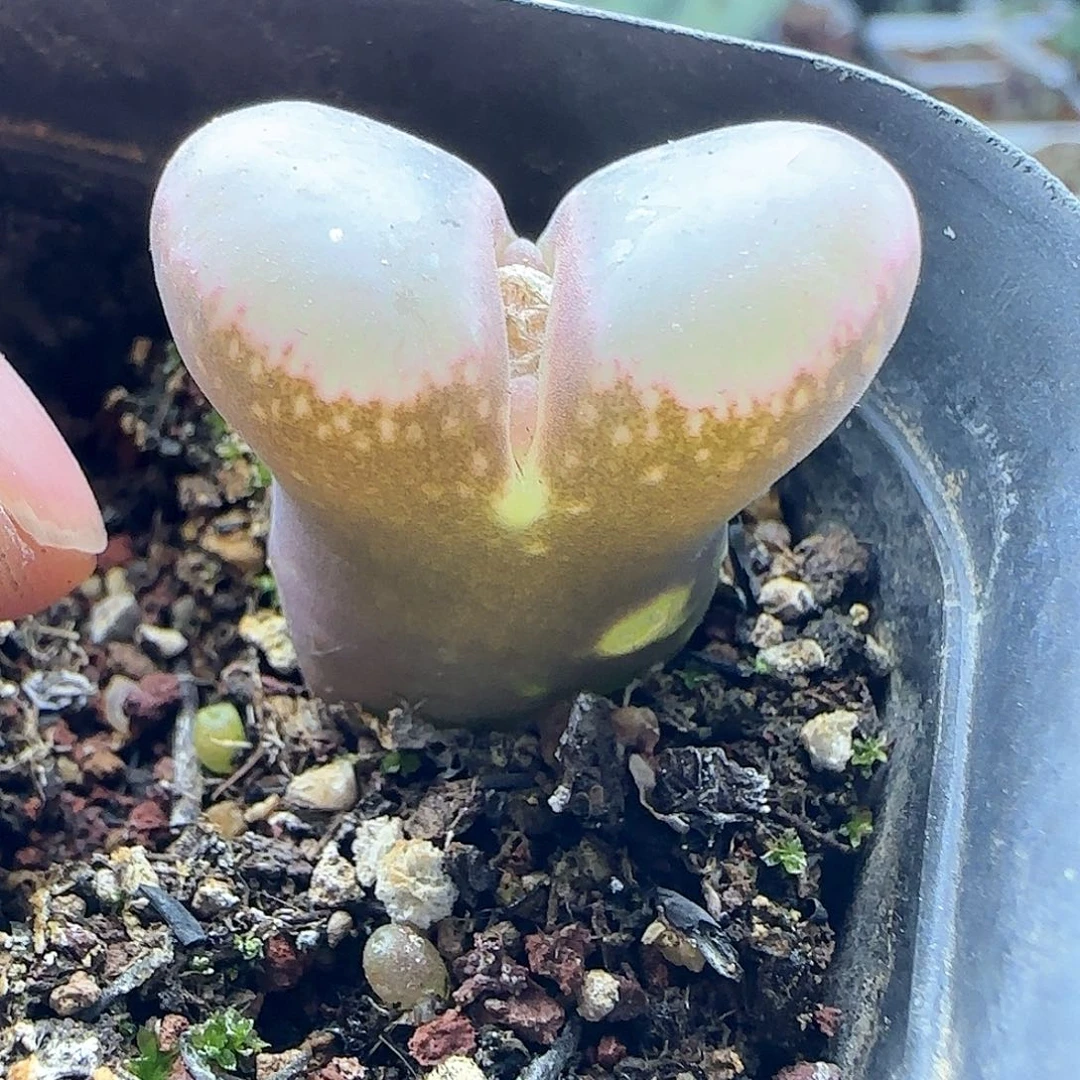 迪**特28包邮脱土发货25933