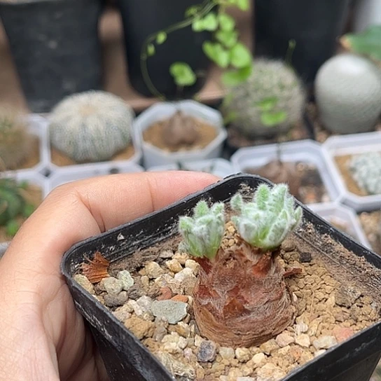 无花朵羽叶洋葵一颗2.5cm