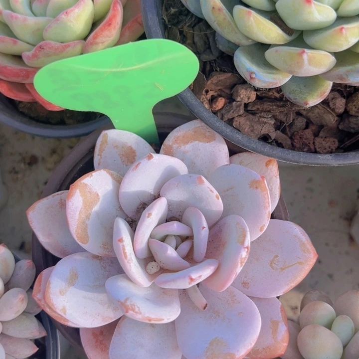 健健康康平平安安