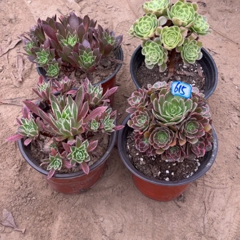 615多肉植物组合，