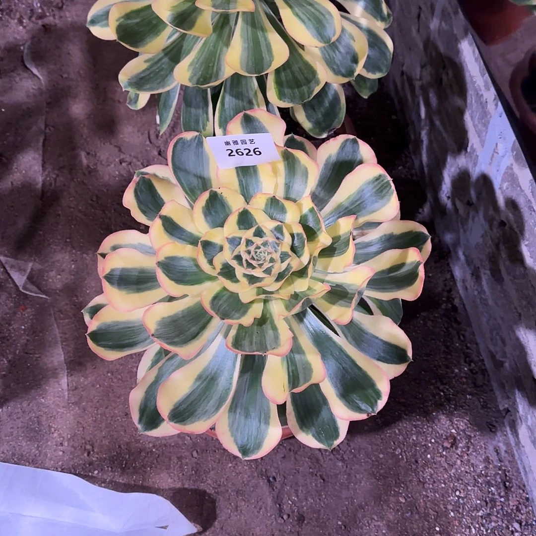 多肉植物王妃2626