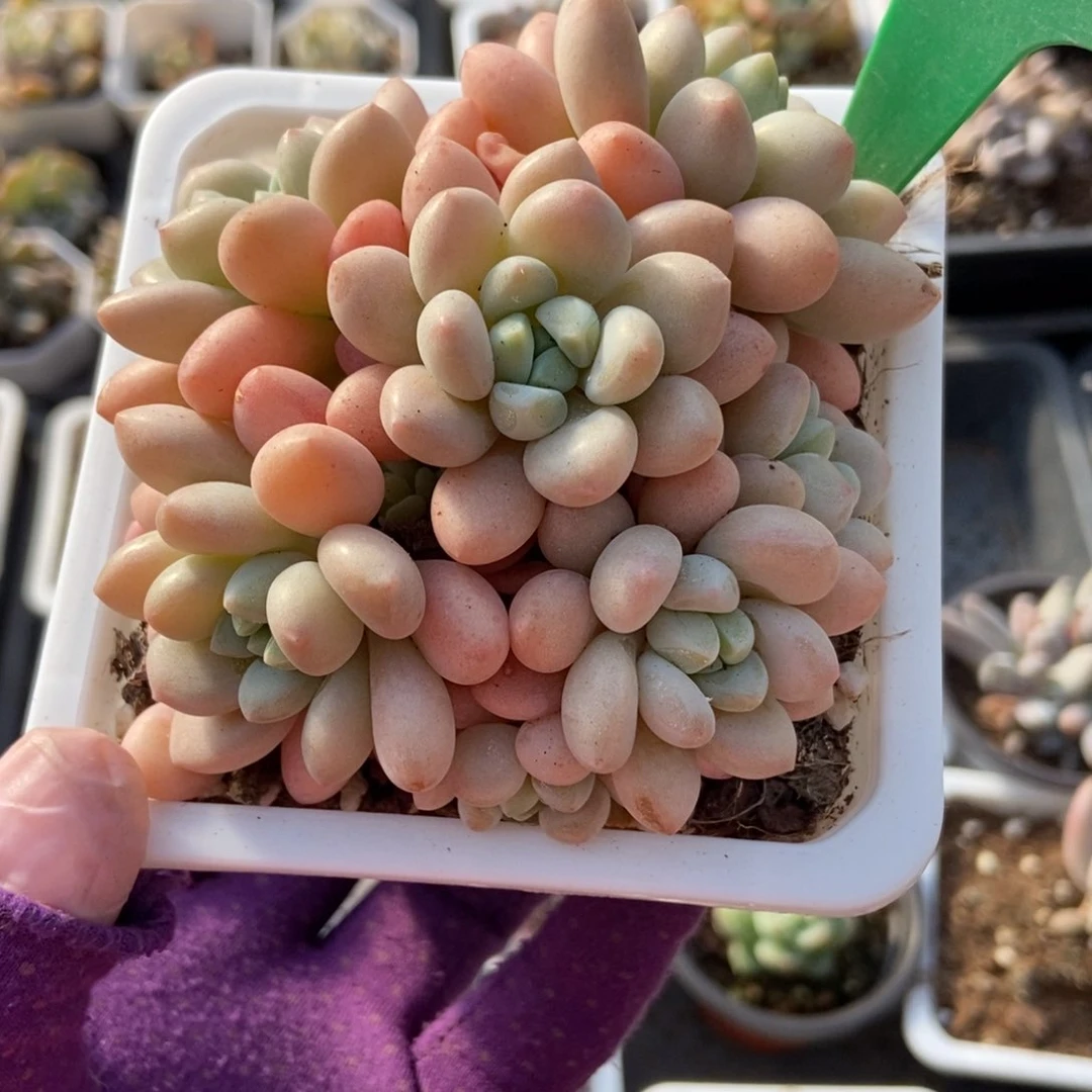 1926洛可可多肉植物保护