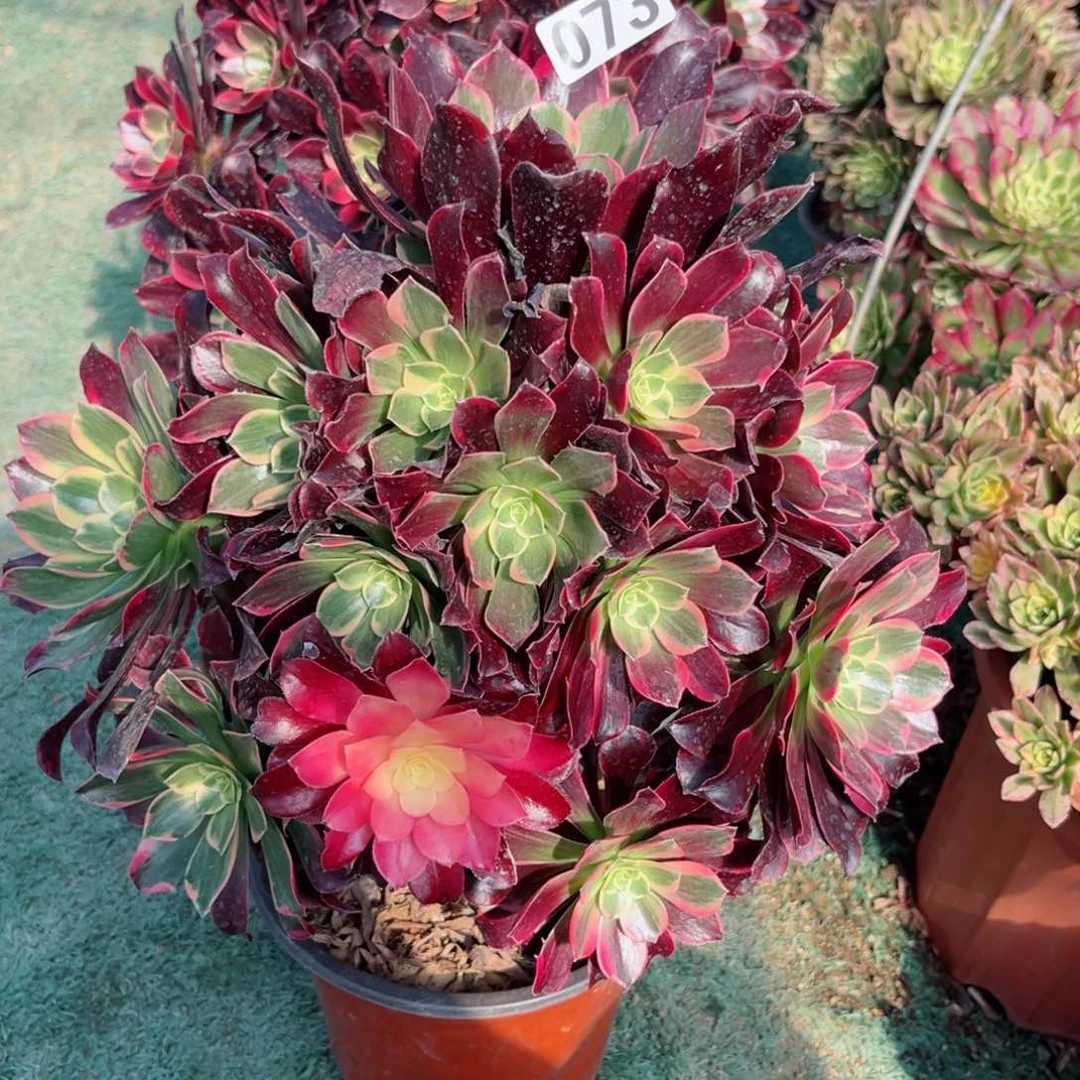 073金丝雀多肉植物