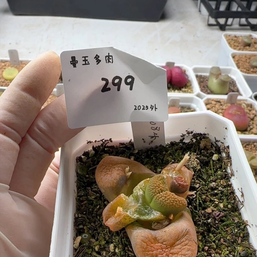 ?*炀多肉多肉多肉2025-299