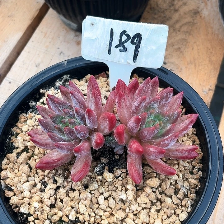 双头红体虞美人189号码牌
