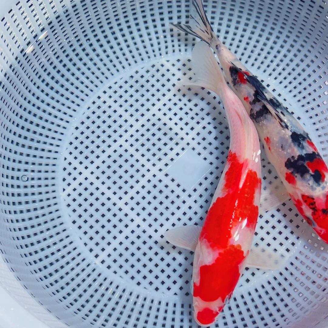 锦鲤锦鲤观赏鱼1111