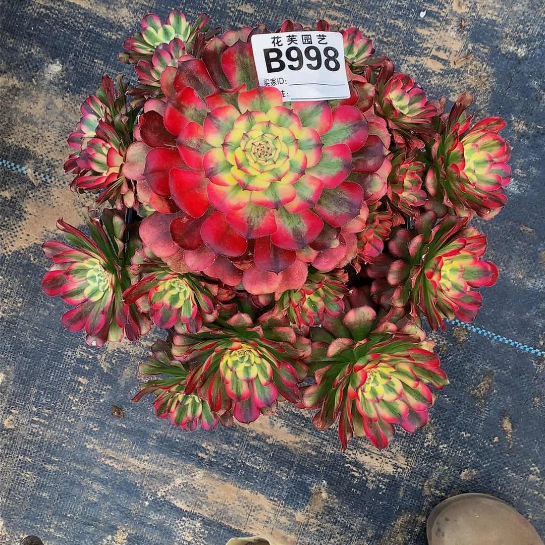 998多肉法师美亚