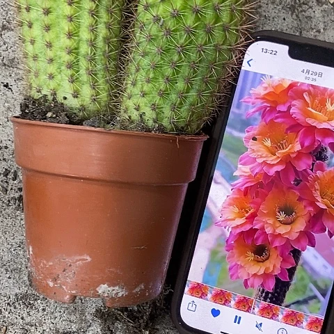 双头时光毛花，357990