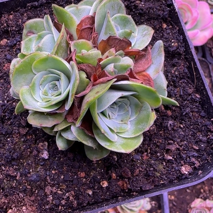 老庄花球朵朵缀6厘米1424245775