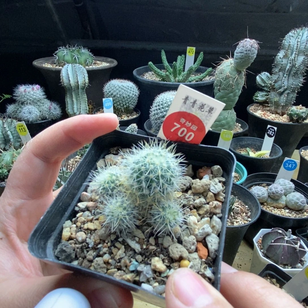 实生千鹤丸群一颗仙人球