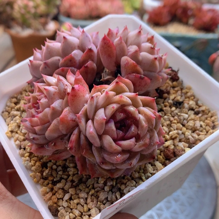 一物一拍脱土洛根发货82