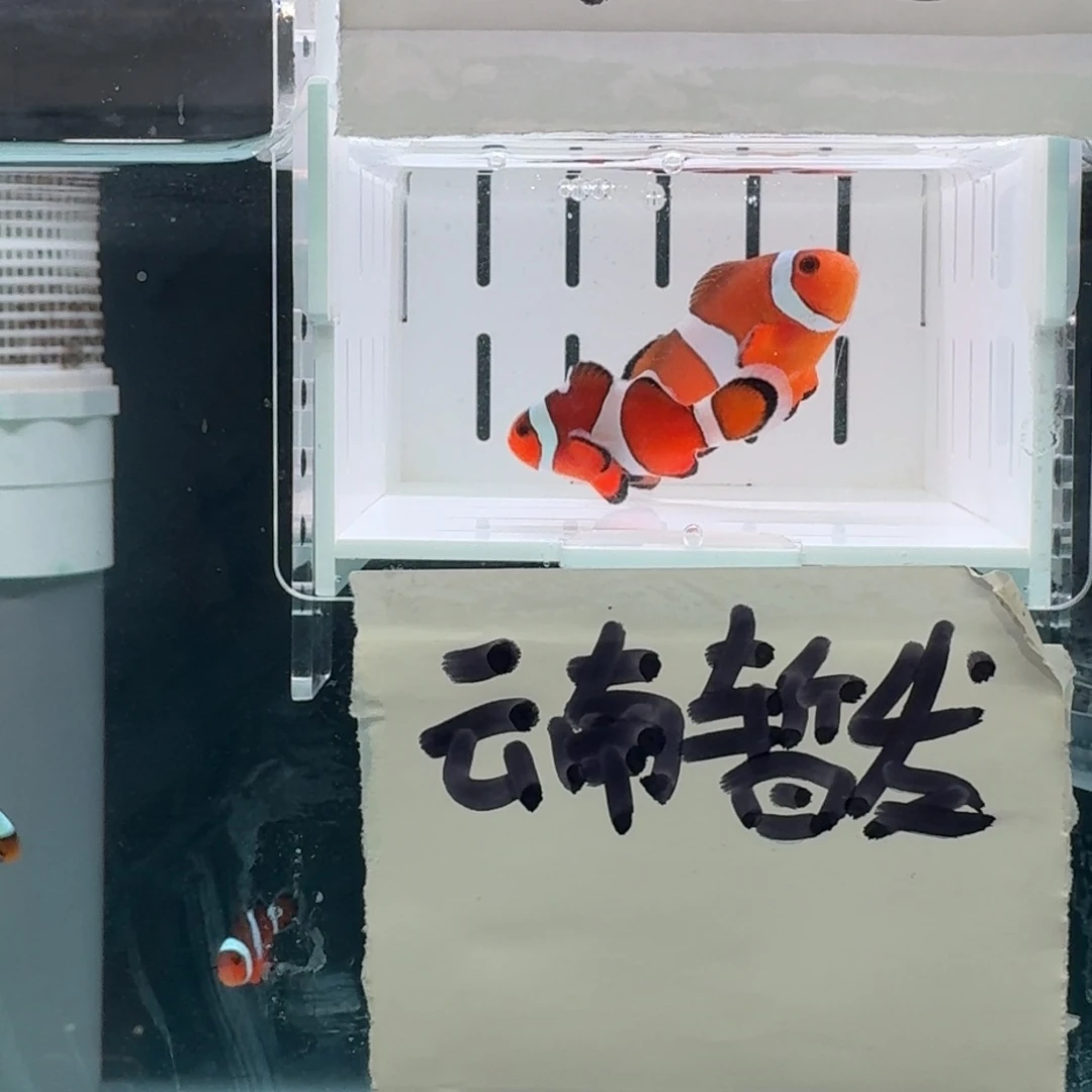 海水鱼5.5+配4+黑边公子一对