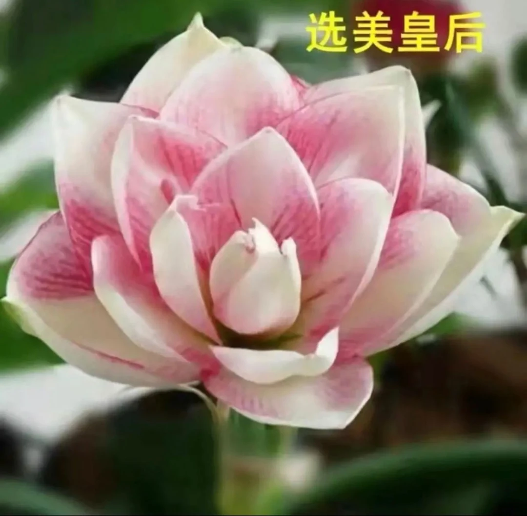 （选美皇后）朱顶红种球6-8厘米