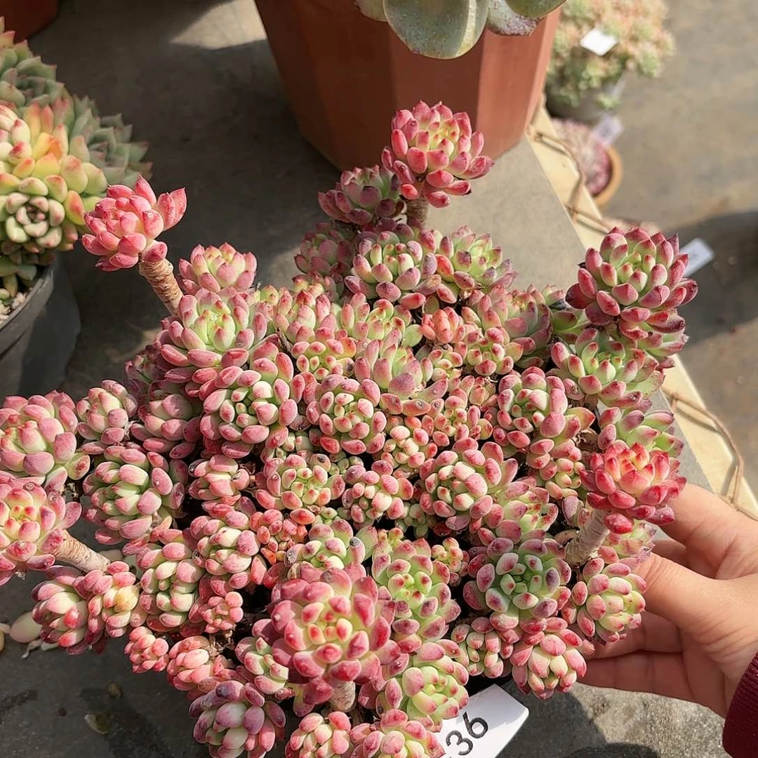 同温层多肉蓝苹果36