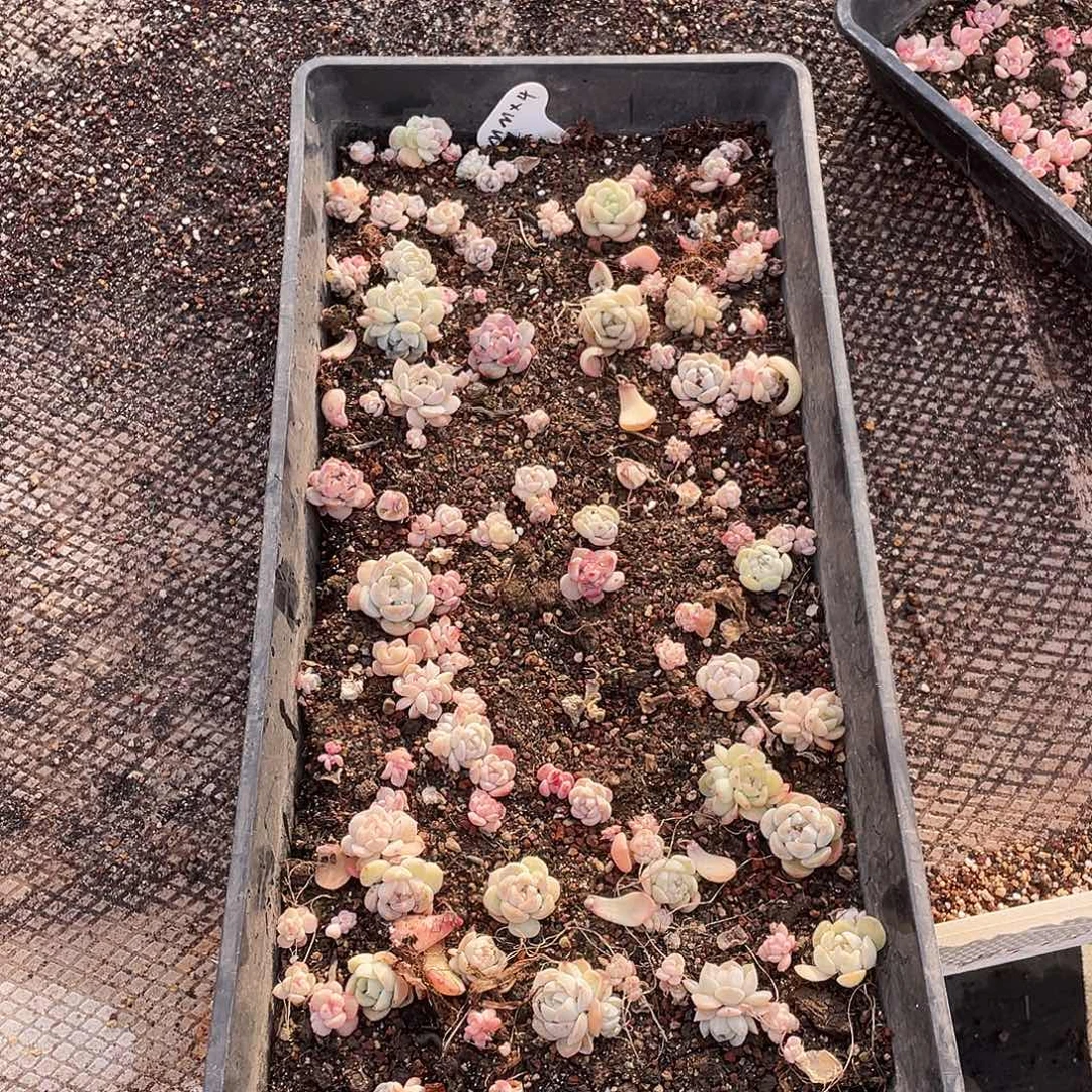 梅****142。 定。