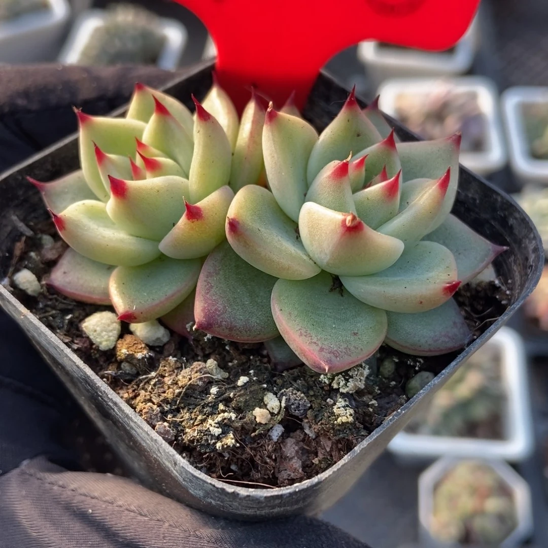 1728蓝龙多肉植物