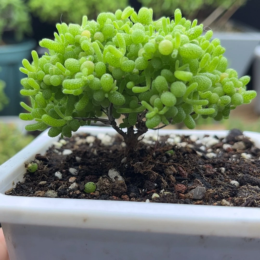 19蜜桔糖球优选枝干