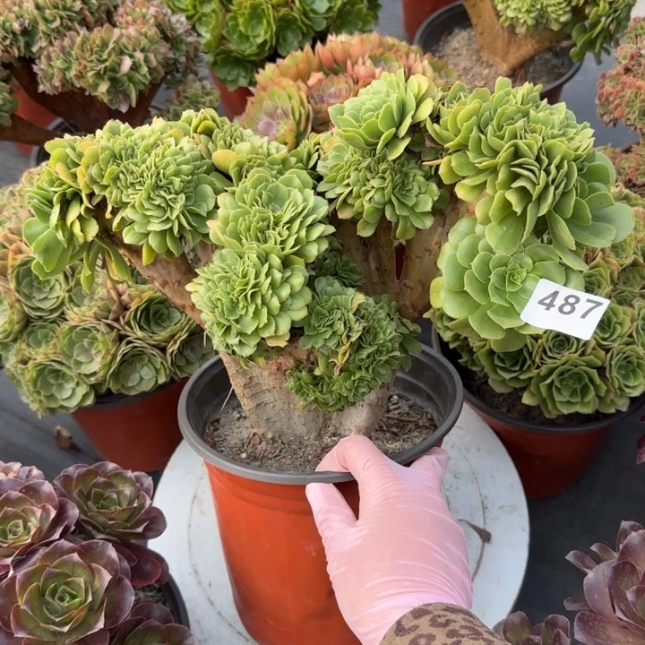 龙***厂多肉植物绿羊绒缀487