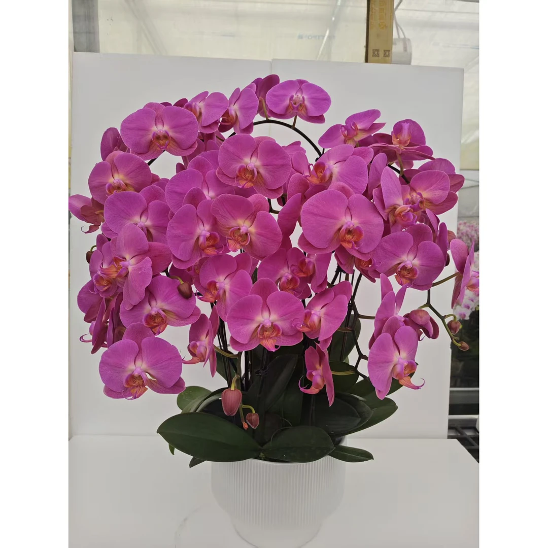 红苹果 大花型 好养耐养 欧品蝴蝶兰 送人送礼 基地直发