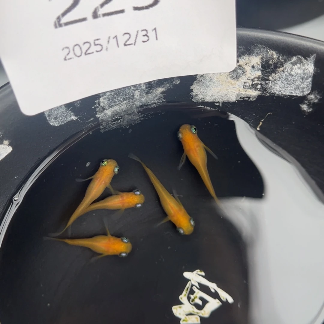 青鳉鱼225黄出目五尾