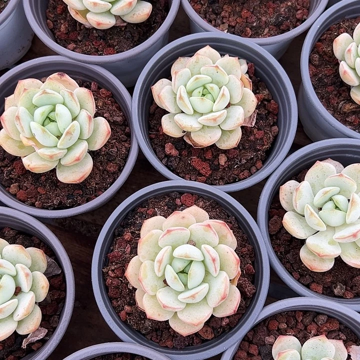 单头  香草    福利