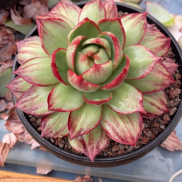 惊鸿仙子多肉植物6801