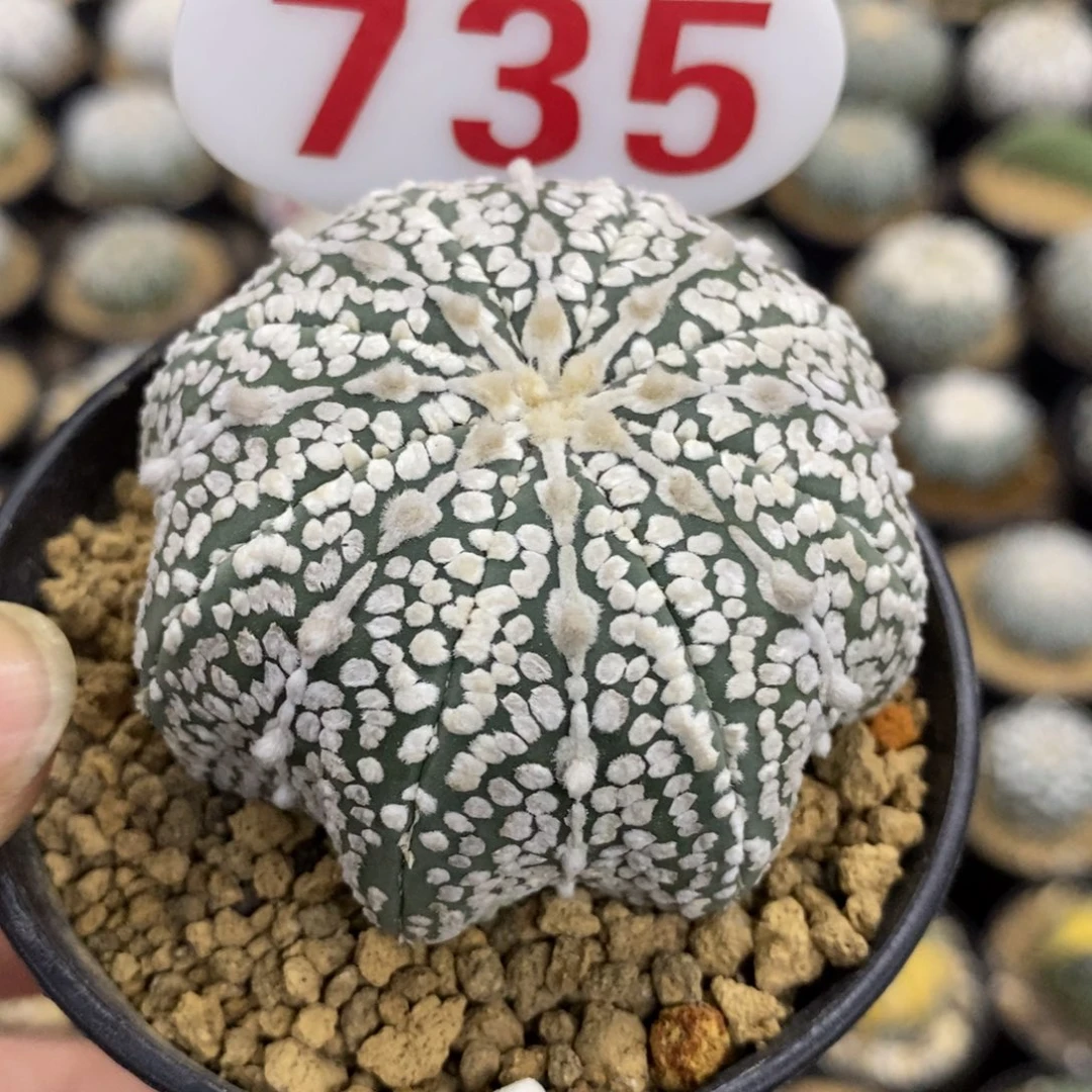 735高脚连绒浓白超兜