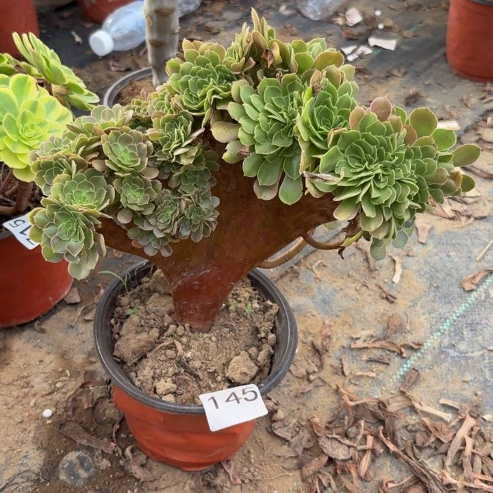 玫瑰缀多肉植物不包损145