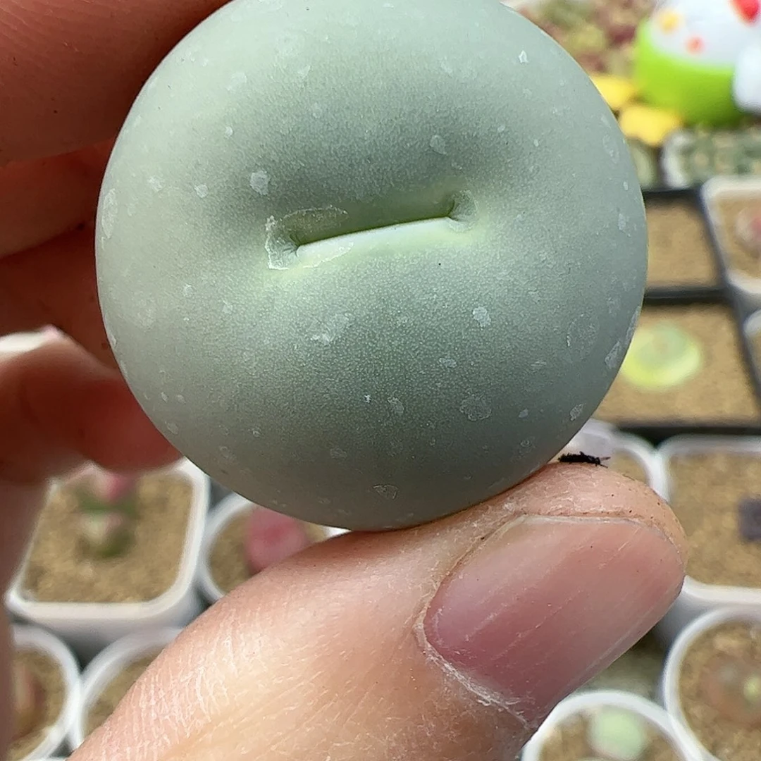 【闪购商品】137 双12福利限量