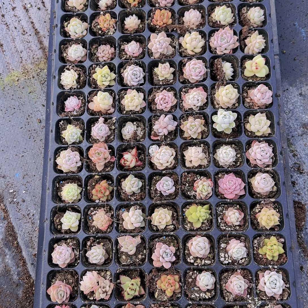 直播一物一拍多肉15