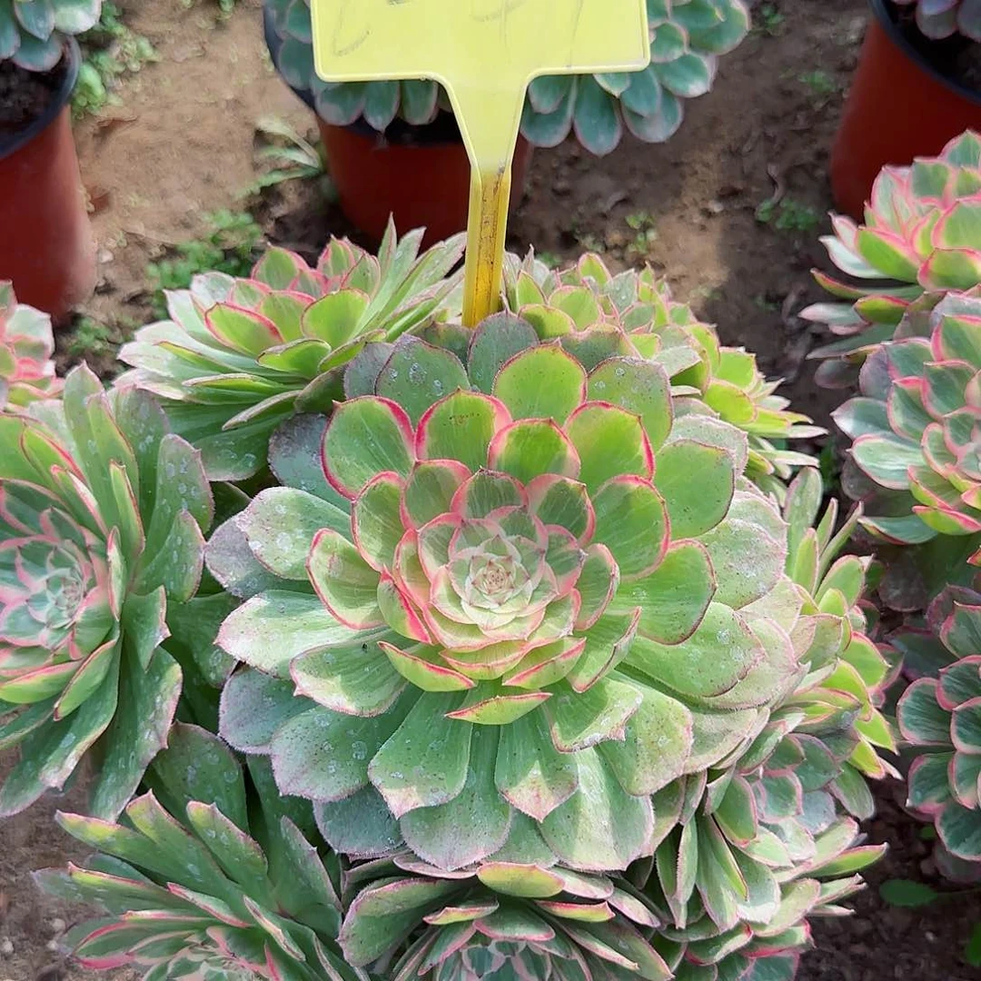 2-49---莲花座多头多肉植物