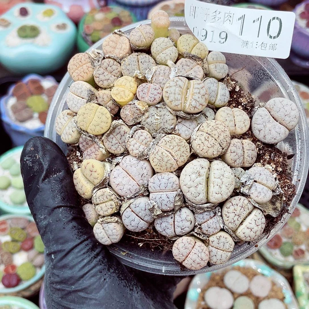 生石花18包邮0919-110