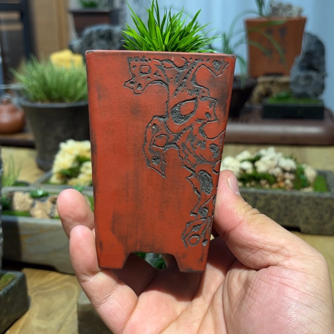 遥***紫砂花盆➕菖蒲特惠款