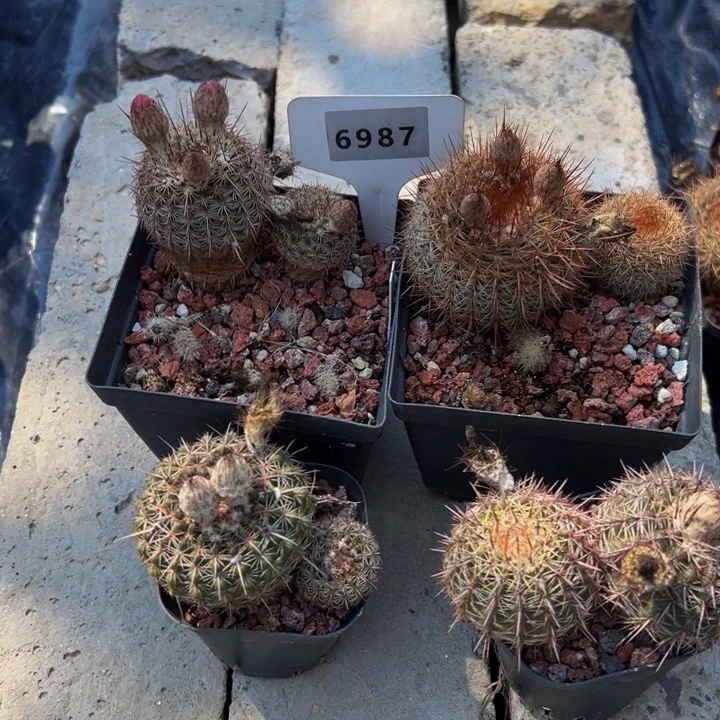 6987八颗 实生仙人球裸根发货