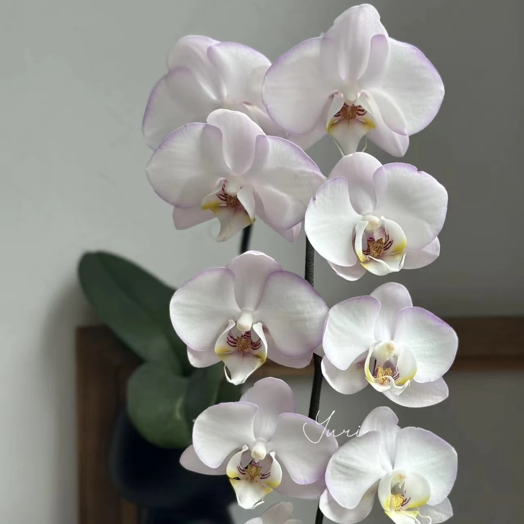 精品蝴蝶兰【荷塘月色】室内超长花期带花带花苞盆栽