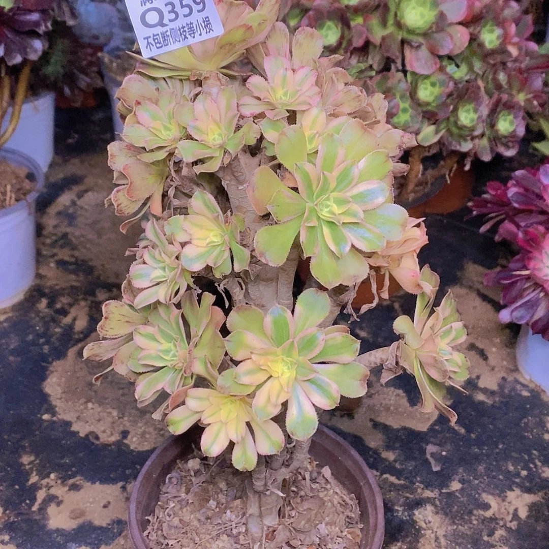 359艳日伞多肉法师锦