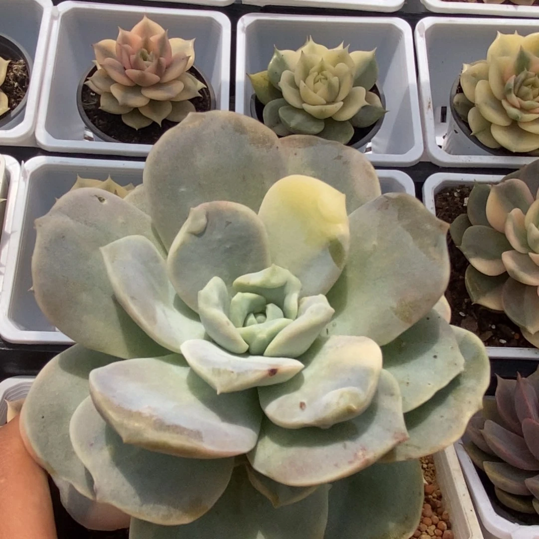 631可爱玫瑰锦锦锦锦锦锦