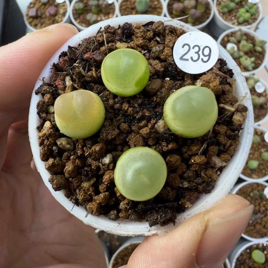 拉登一颗脱土23900000