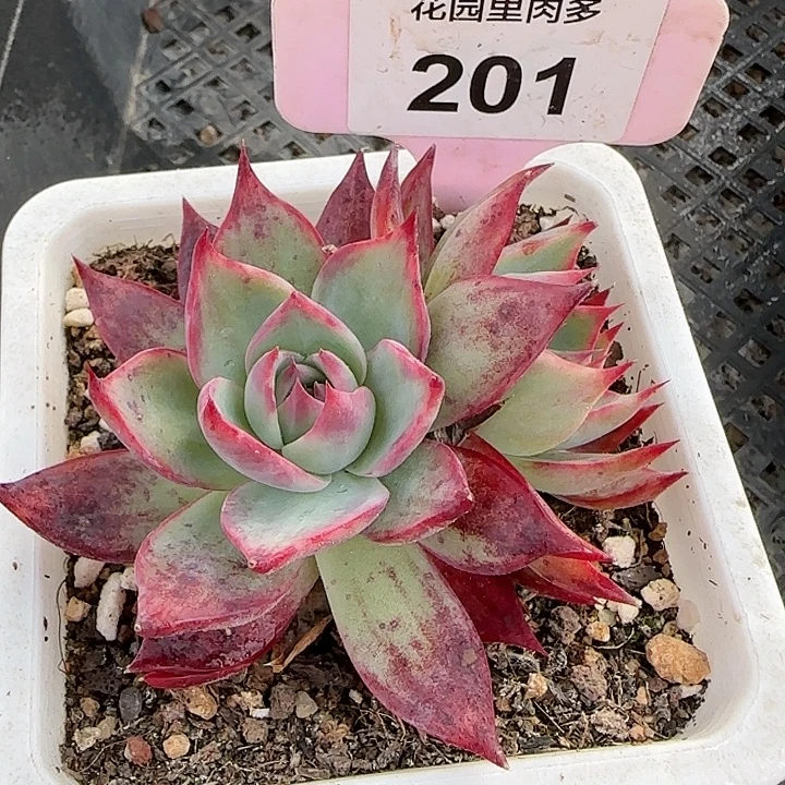 201 惊鸿仙子多肉植物6-9cm