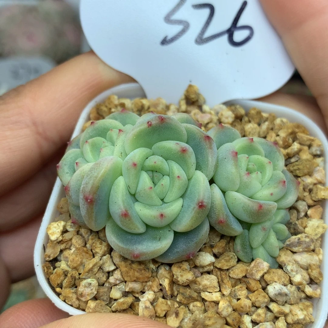 秃子甜心4头自然群326