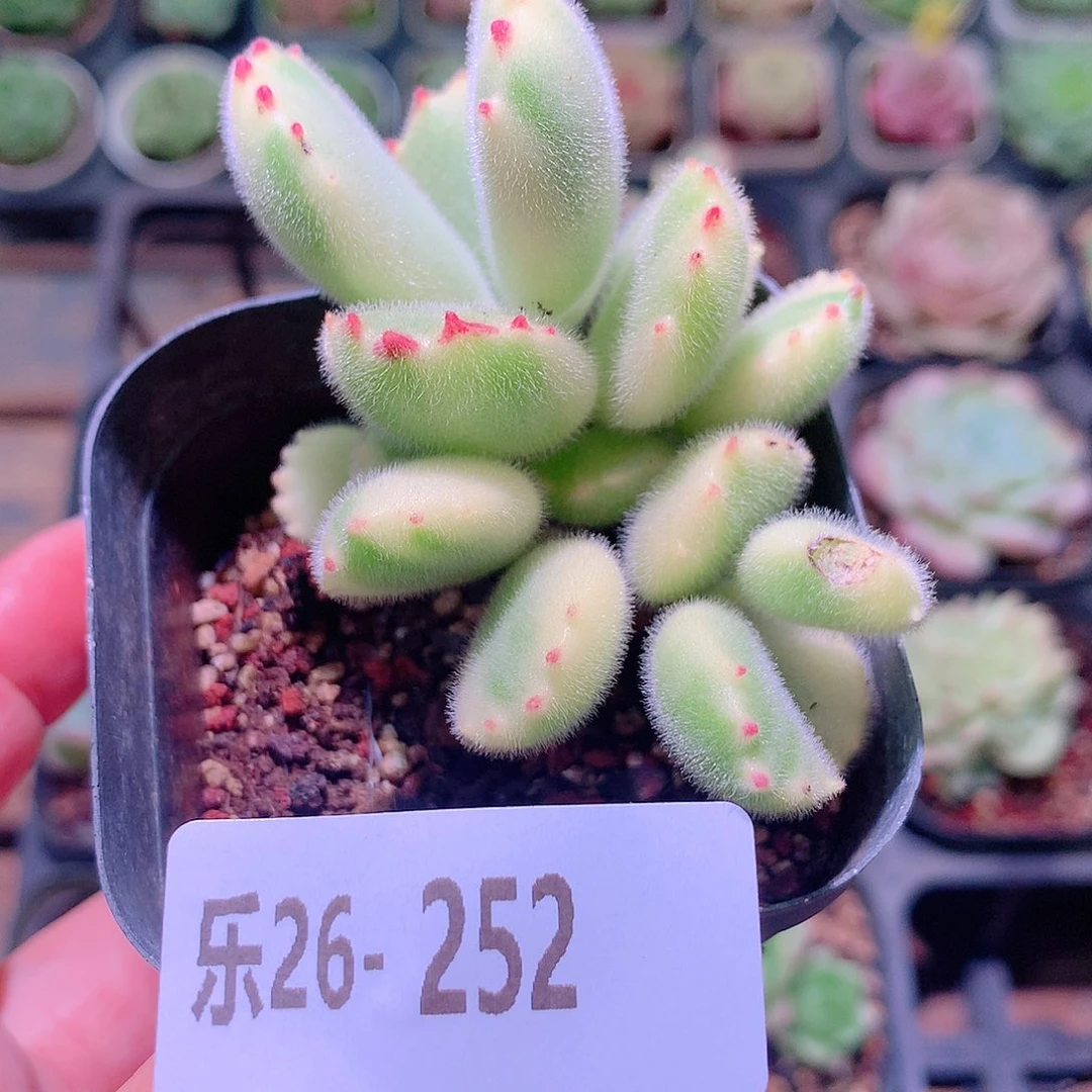 乐然26-252 彩熊 不售后介意慎拍