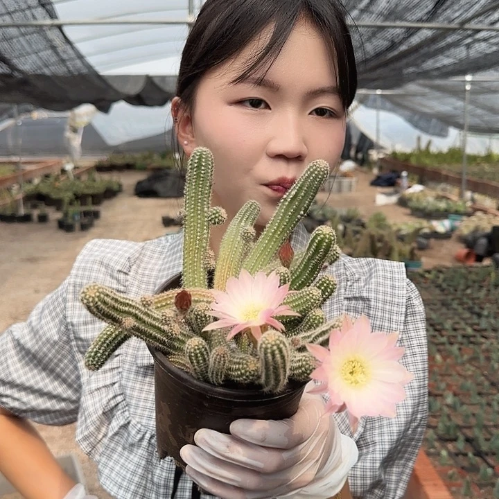 林肯日暮大号（掉头掉崽不售后）