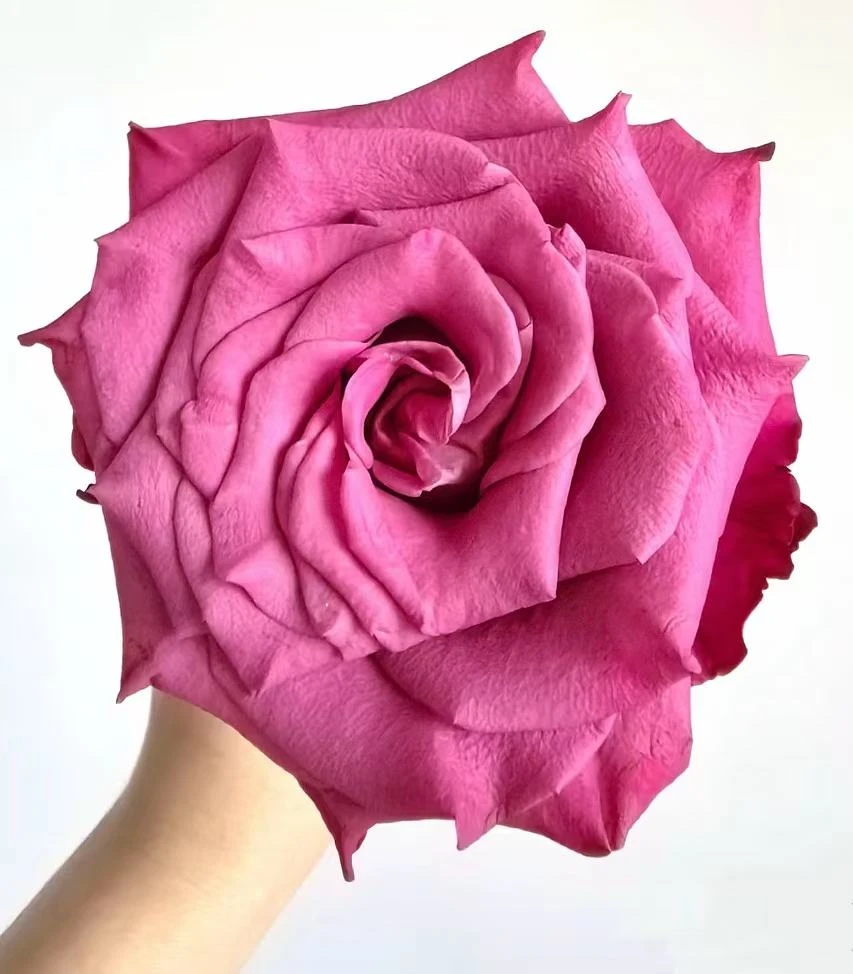 【陌上花开】酷蓝-稀有单头玫瑰（注意：带包装醒花哦~）