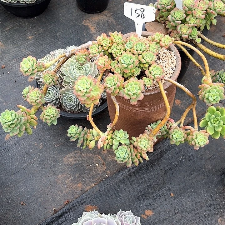多肉植物，香格里拉158号